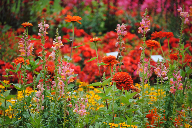 undus_258_sommerblumen_bild_von_bernd-christoph_matern_auf_fundus